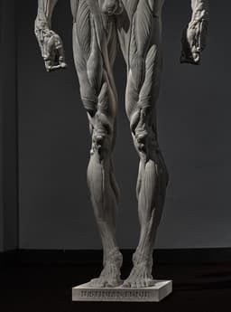 Ecorche 200CM