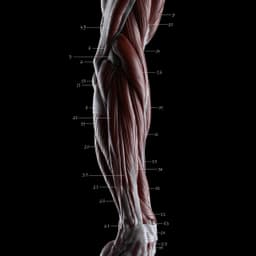 THE FORBIDDEN ANATOMY