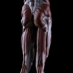 THE FORBIDDEN ANATOMY