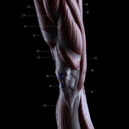 THE FORBIDDEN ANATOMY