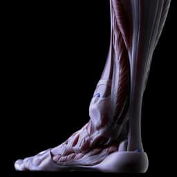 THE FORBIDDEN ANATOMY